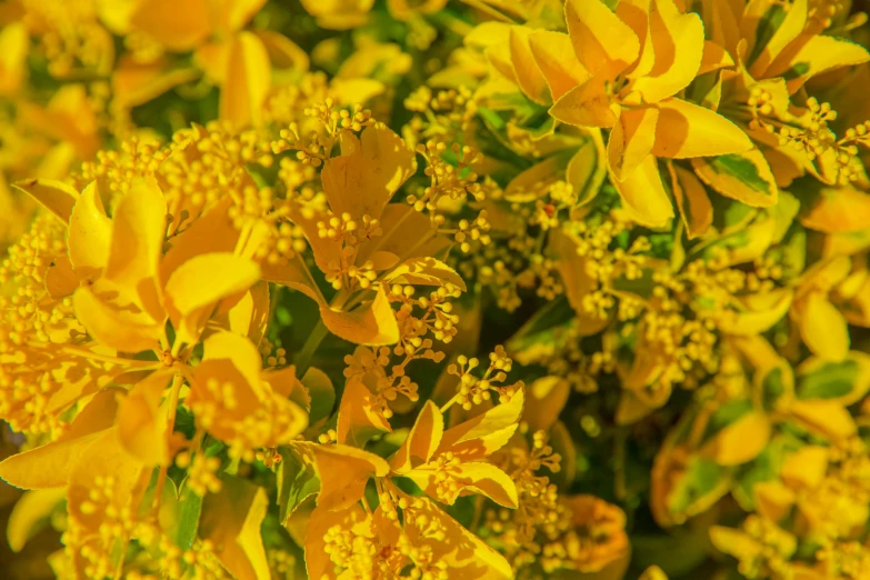 closeup of yellow flowers that are blooming together