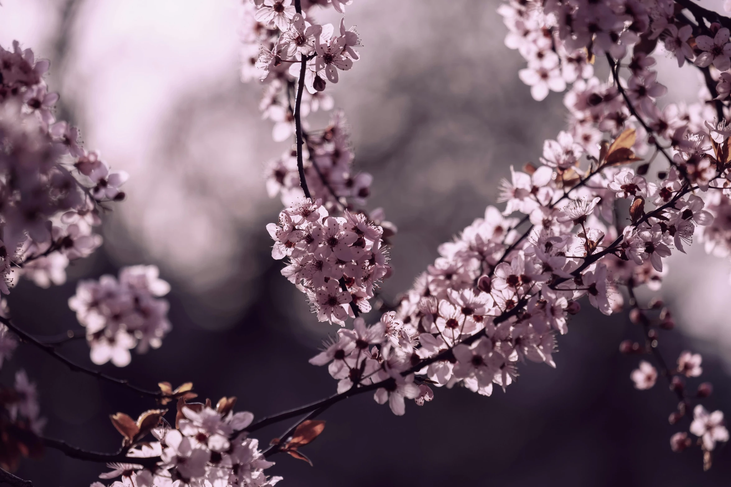 pink and white flowers blooming on a tree nch