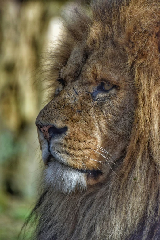 large adult lion resting with eyes closed and looking at soing