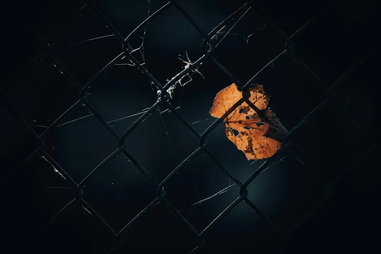 an orange leaf hanging on a fence at night