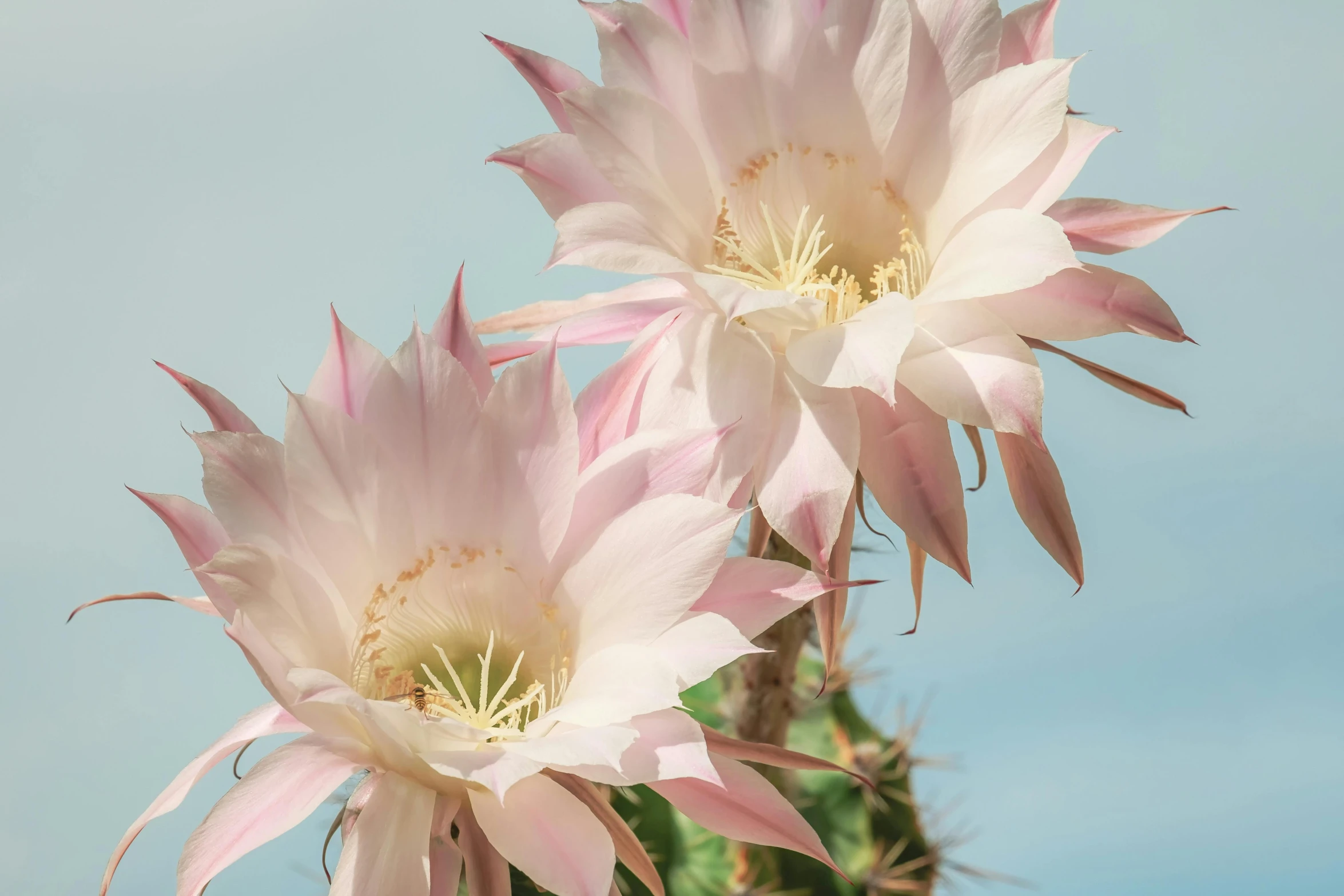 three pink flowers are seen in a cactus