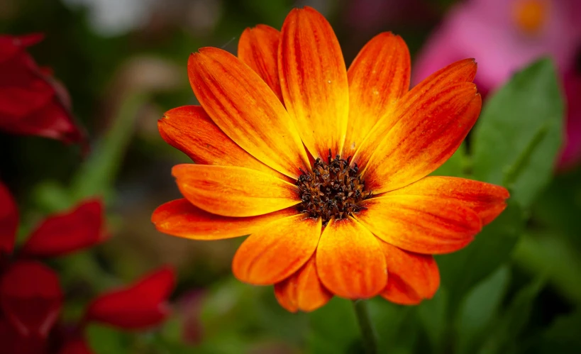 a close up of an orange flower with others in the background