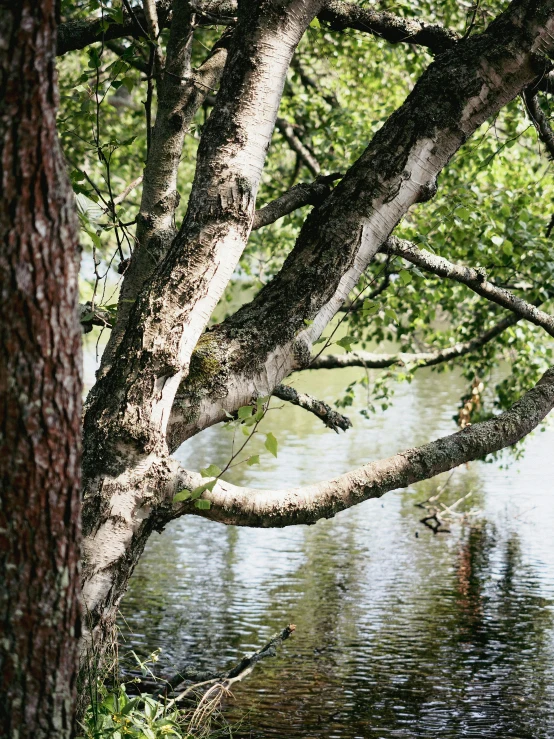 a tree that has no leaves stands near the water