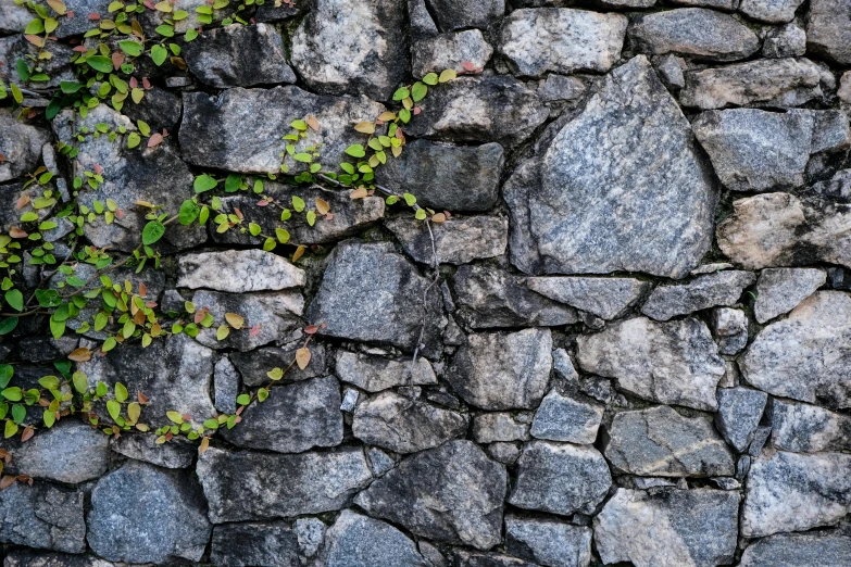 an image of an outside place with rocks and plants