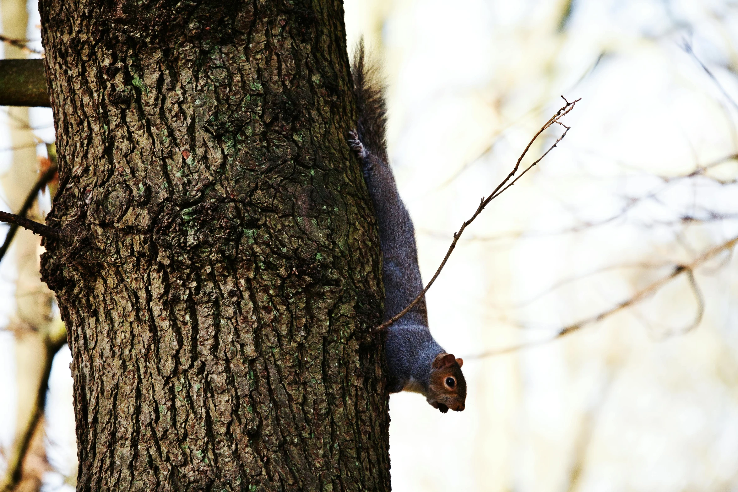 a squirrel looking down the side of a tree