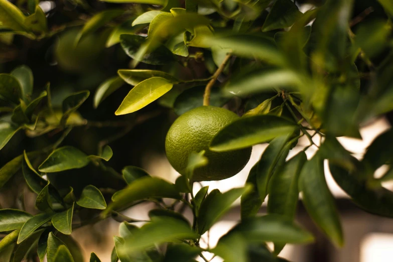 the green fruit is growing on the green nches