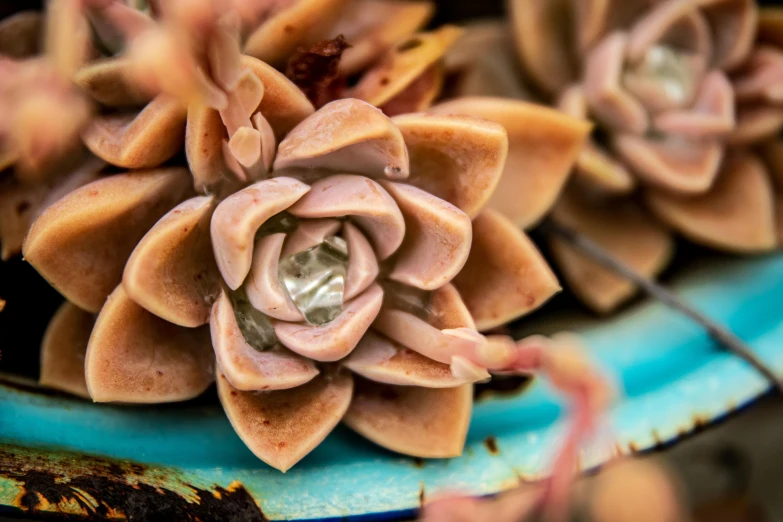 a brown potted plant sitting on top of a blue plate