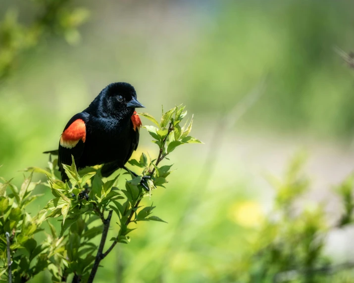 red ed bird sitting on a green plant