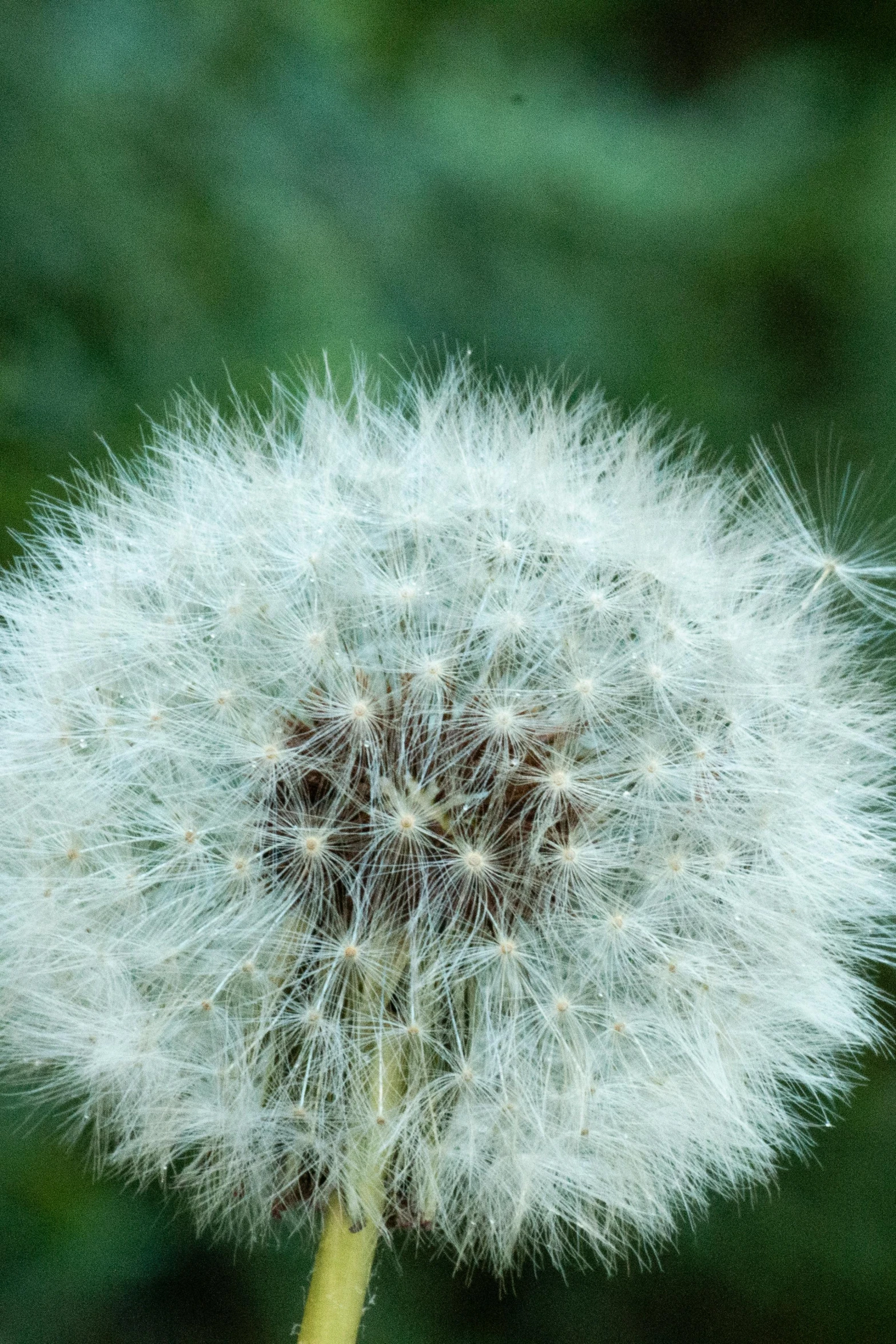 a dandelion sitting in front of a green background
