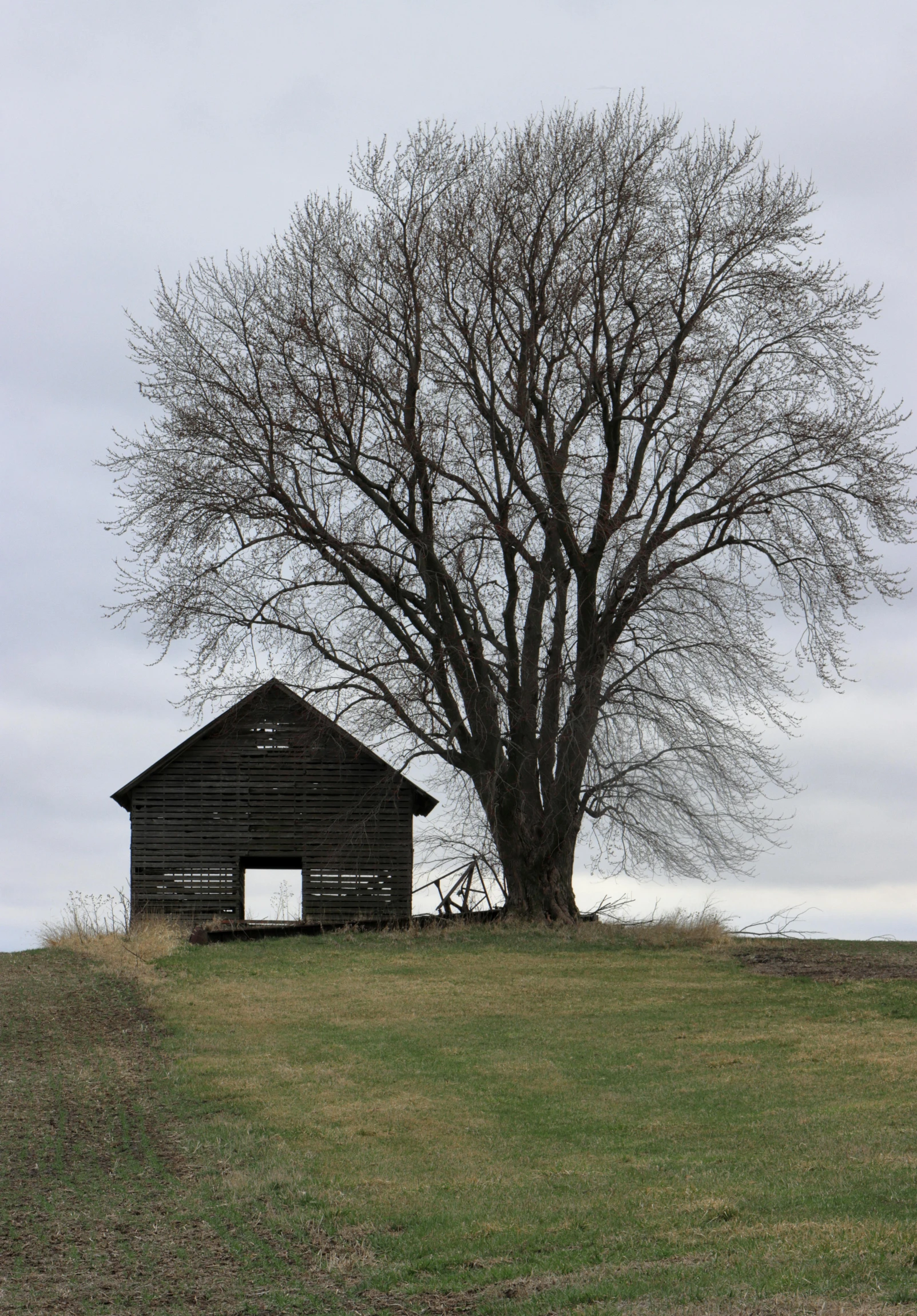 a tree is near the small hut on a hill