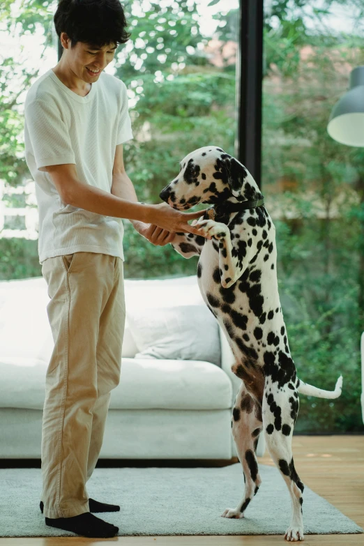 man playing with large dalmatian dog in living room