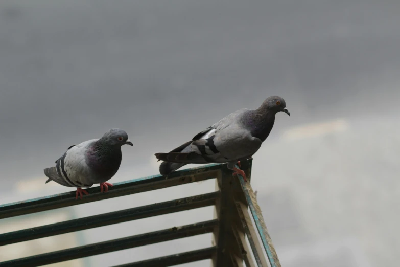 two birds sitting on top of a wooden bench