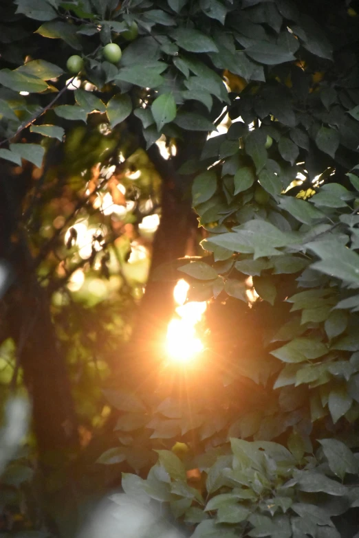 the sun shining through leaves on a tree