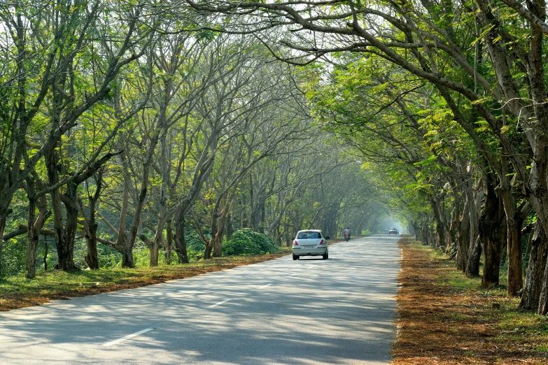 a long tree line road with a car driving in the middle