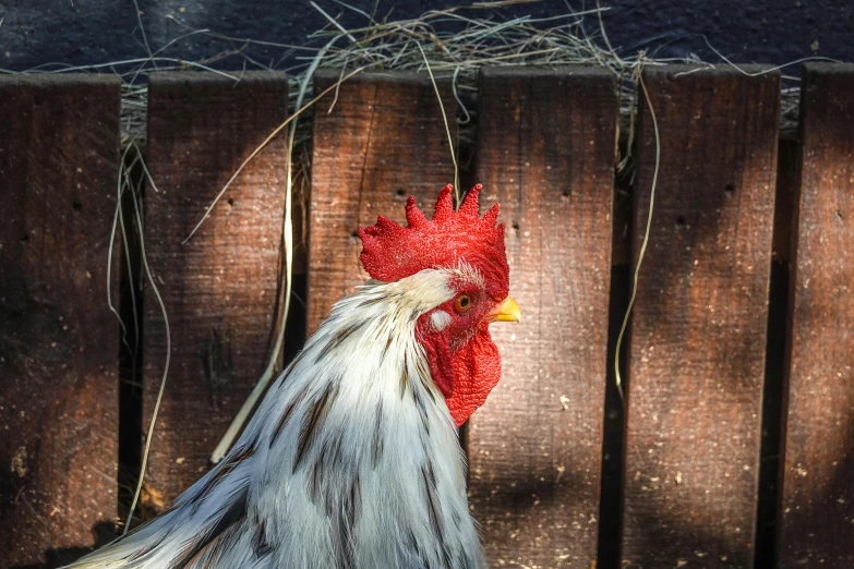 a close up of a chicken in front of a fence