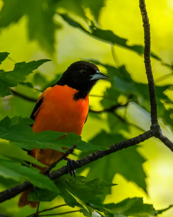 a small orange and black bird perched on a tree nch