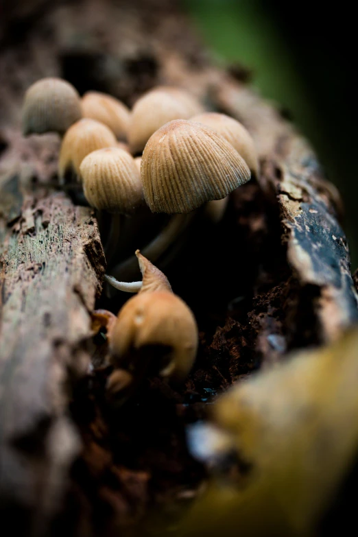 several brown mushrooms growing out of a tree stump