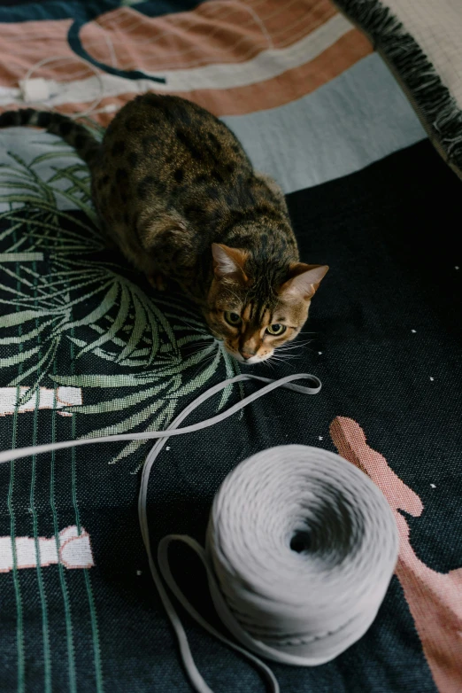 there is a cat that is laying on top of some yarn