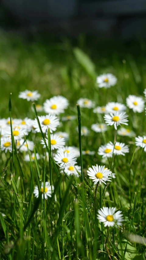 a field filled with lots of white and yellow flowers