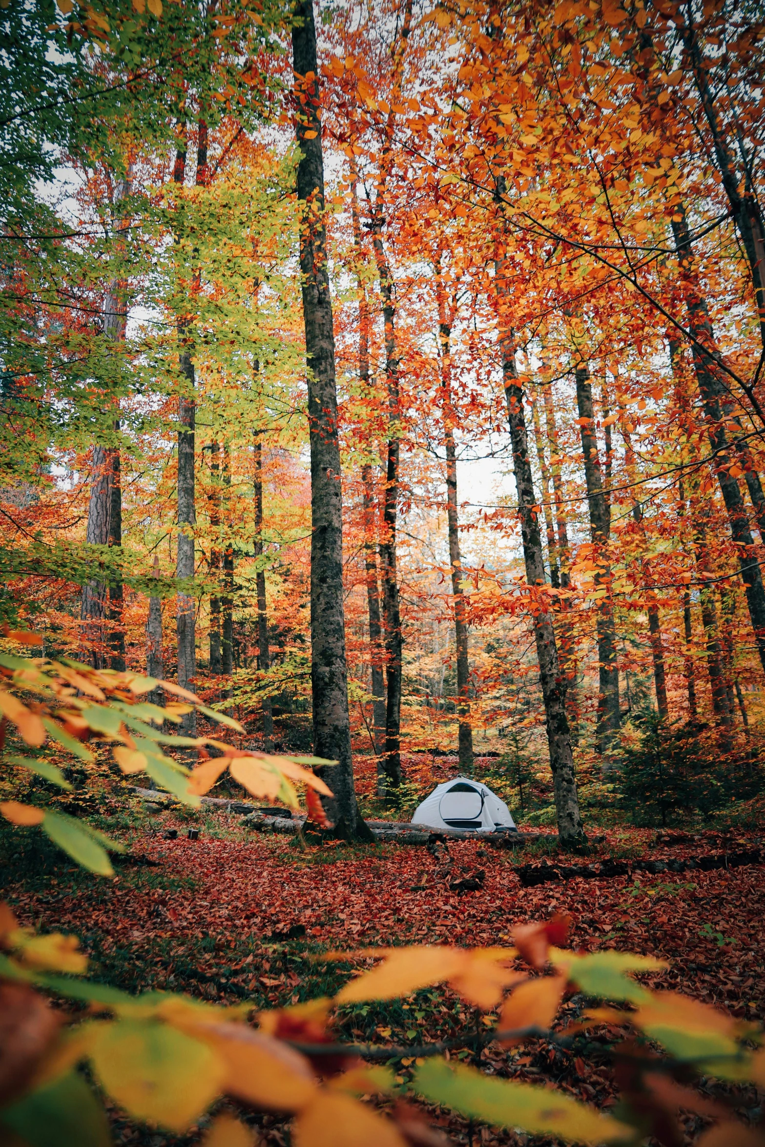 a camping tent in the middle of the woods