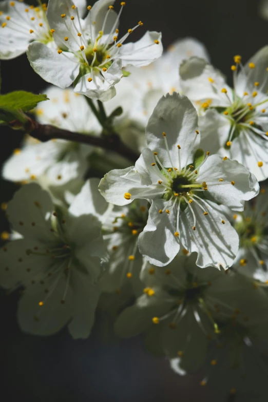 flowers blooming from the nches of a tree