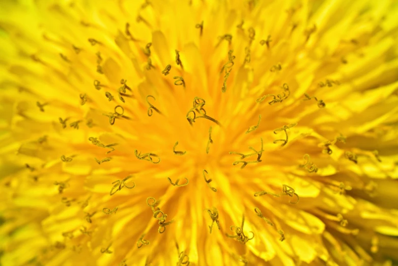 this yellow flower is blooming very fast