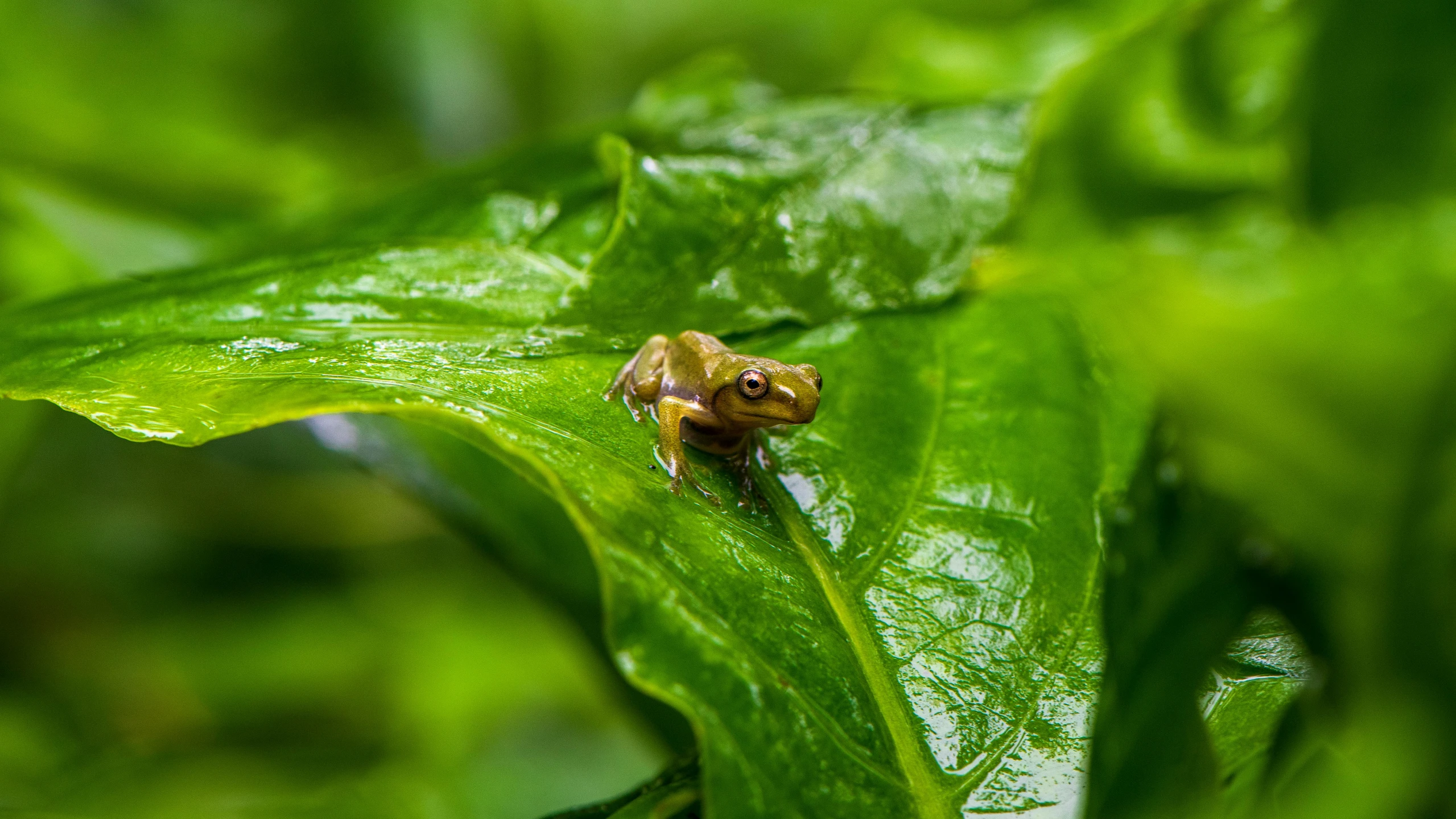 a close - up of a yellow and brown frog sitting on a green leaf