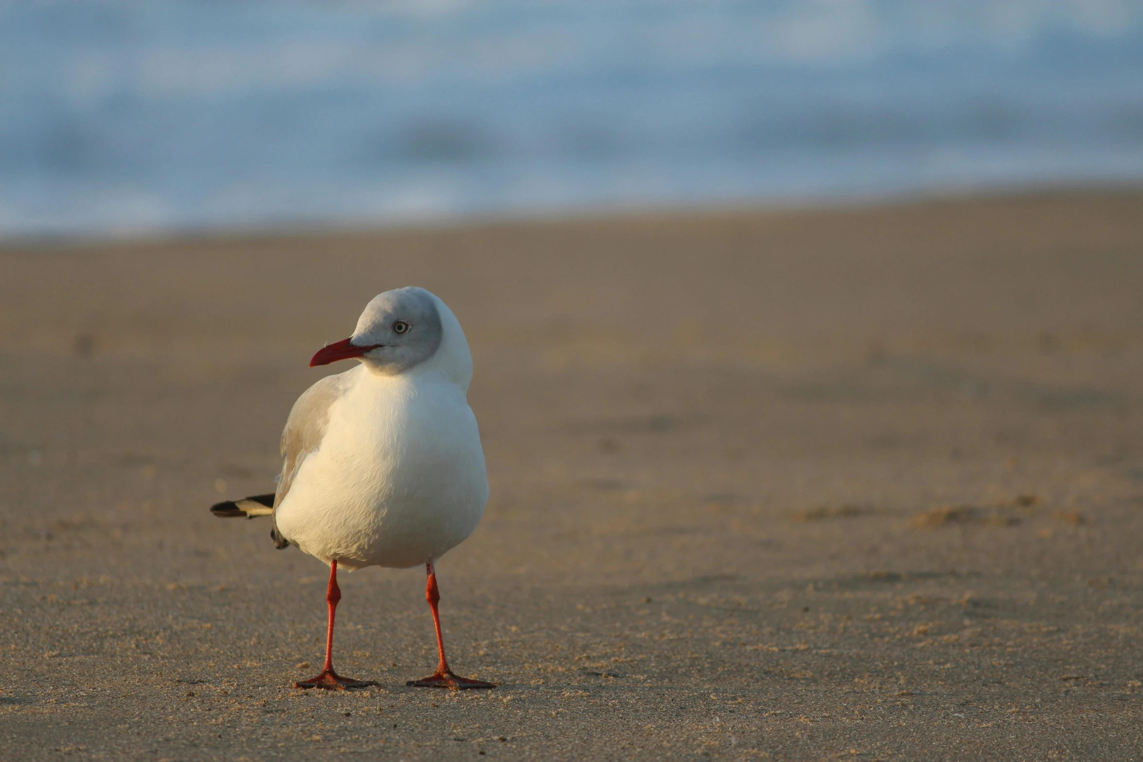 a seagull stands on the sand at the beach