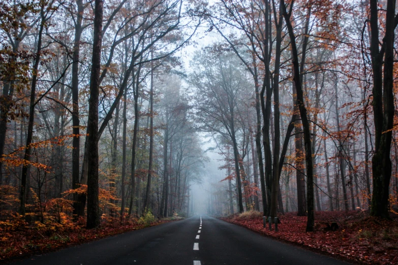 a road in the middle of an autumn forest