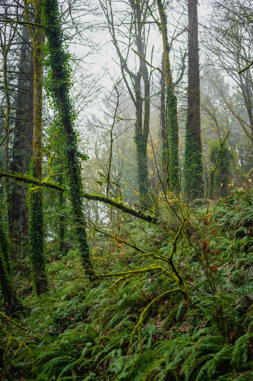 several trees and bushes in the forest