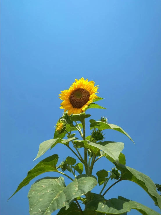 a yellow flower is next to the leaves of a plant