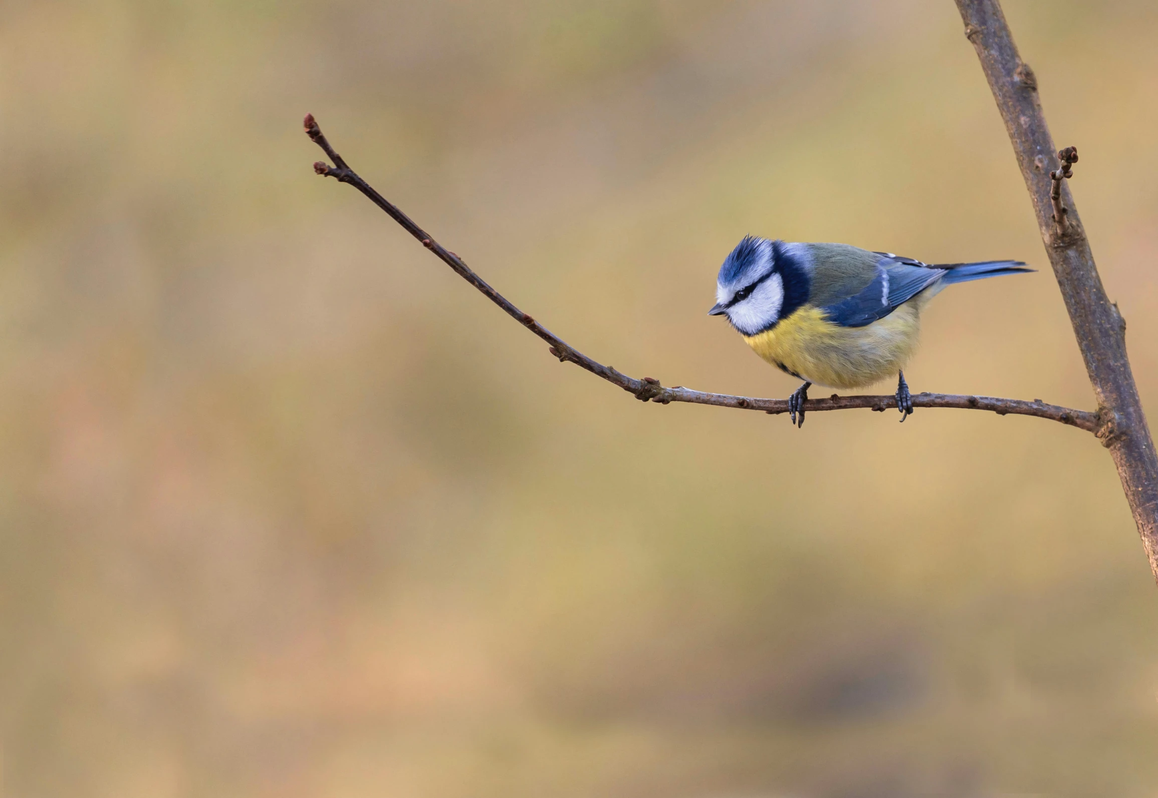 a blue and yellow bird is sitting on a nch