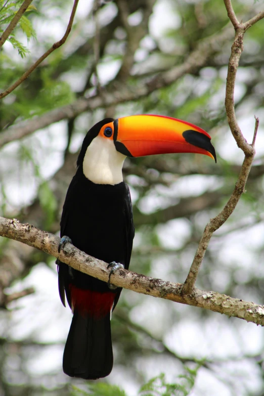 a colorful bird sitting on a tree nch