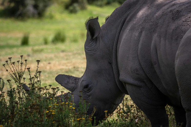 a rhinoceros eating grass in a field