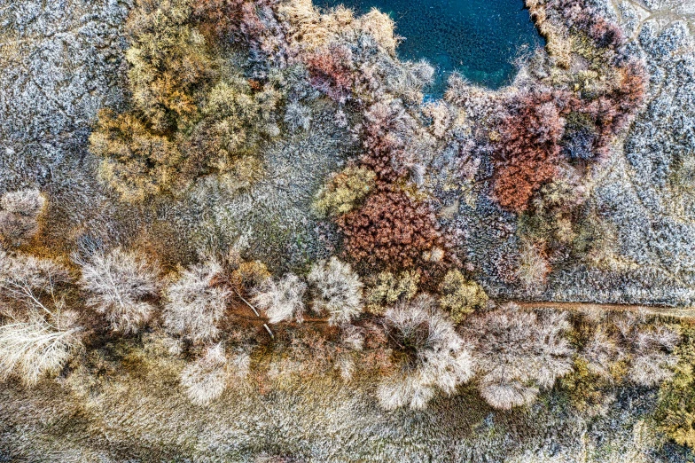 this aerial po shows what looks like a lot of trees