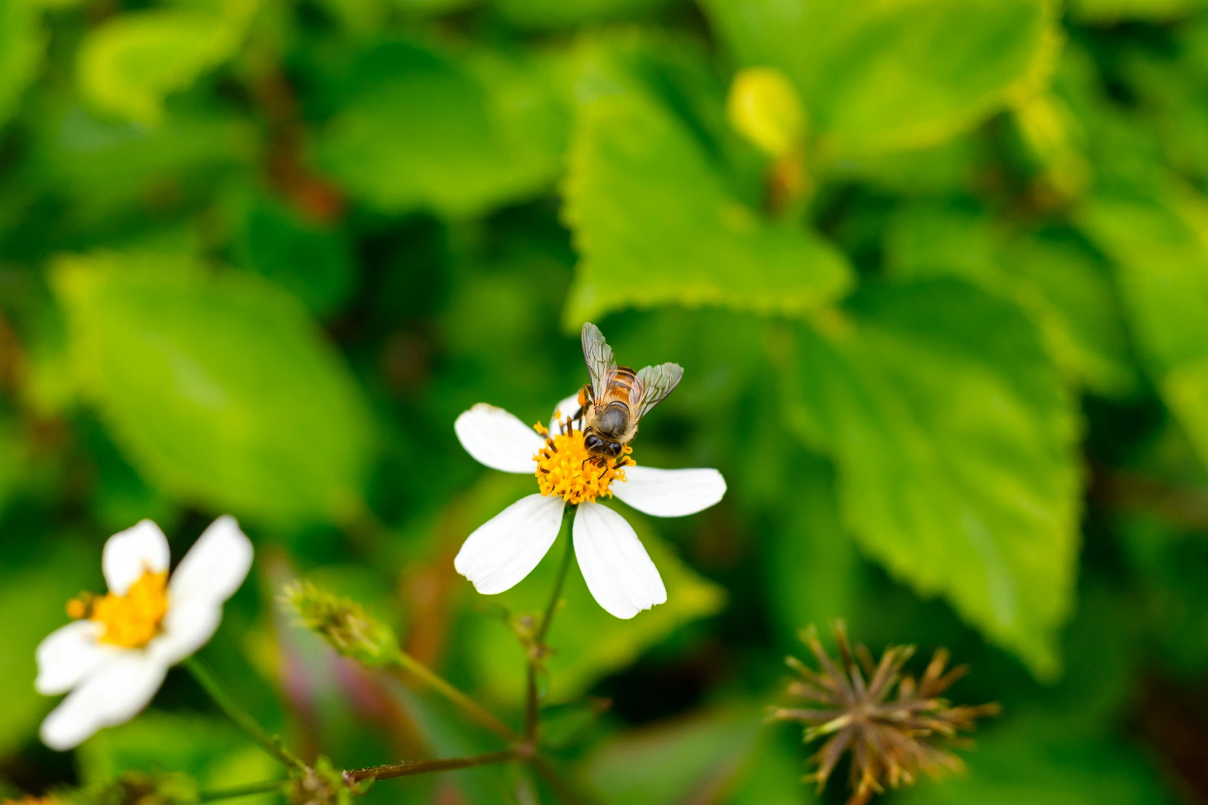 a bee is on top of the white flower