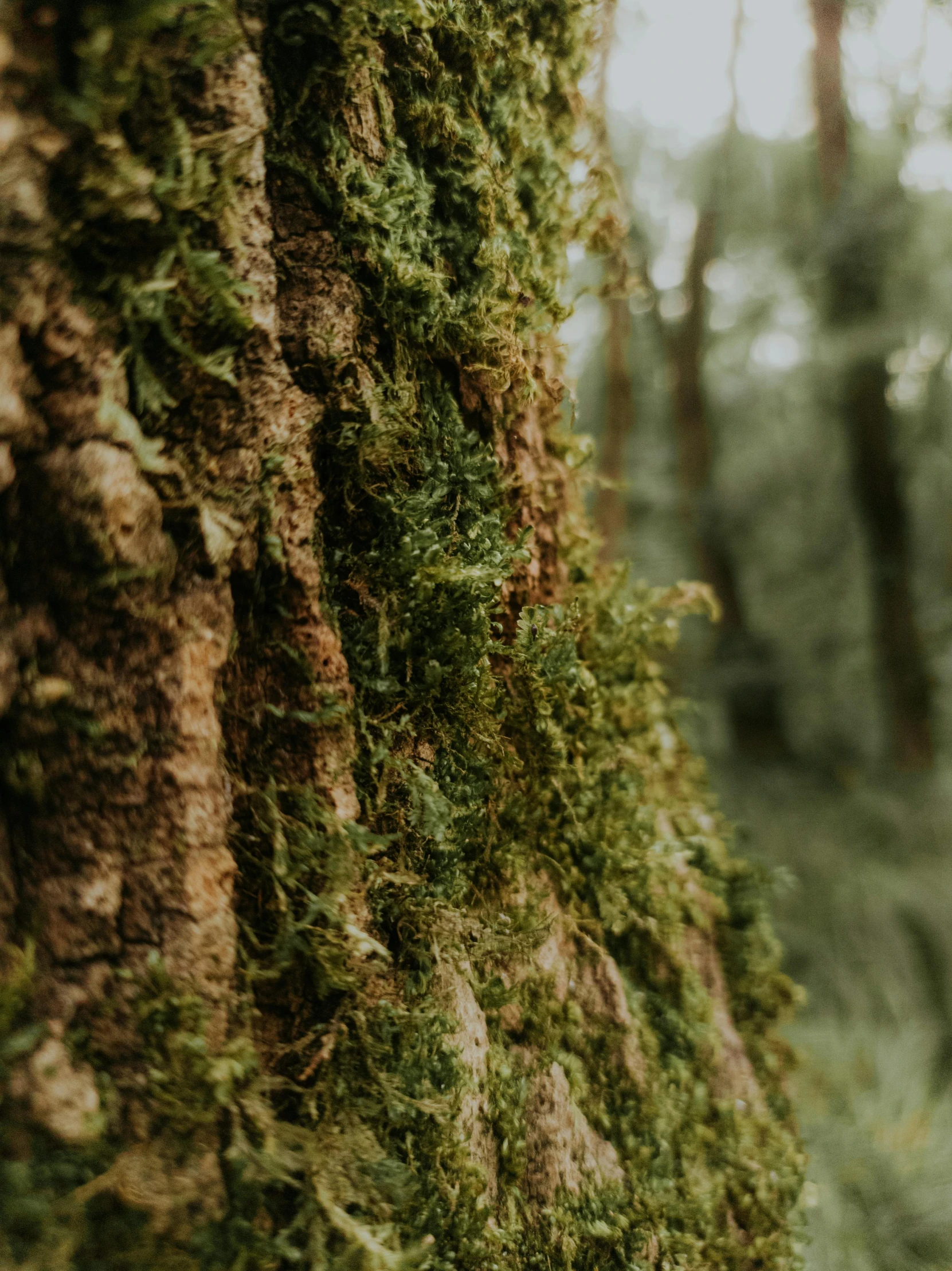 a tree covered with green moss near many trees