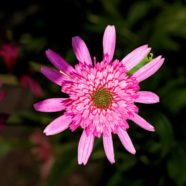 purple and pink flower sitting alone in the grass