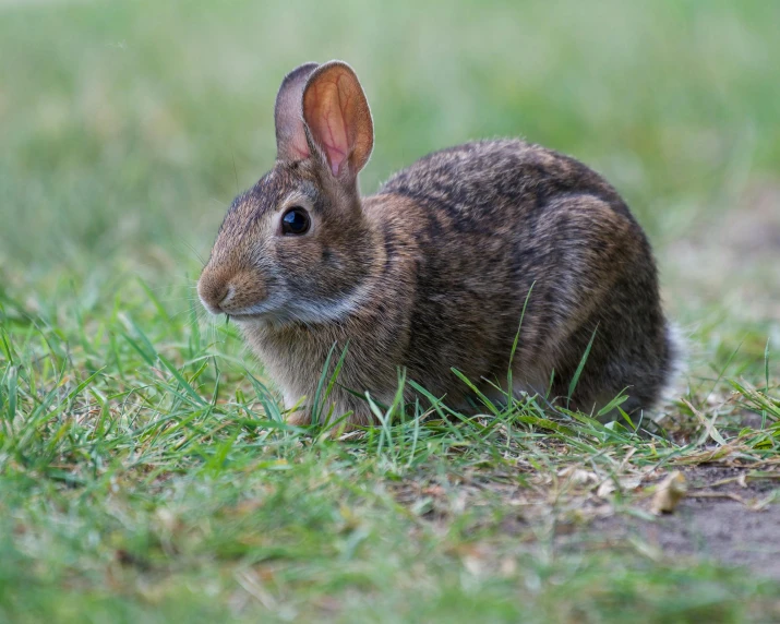 a bunny rabbit sits in the grass in spring