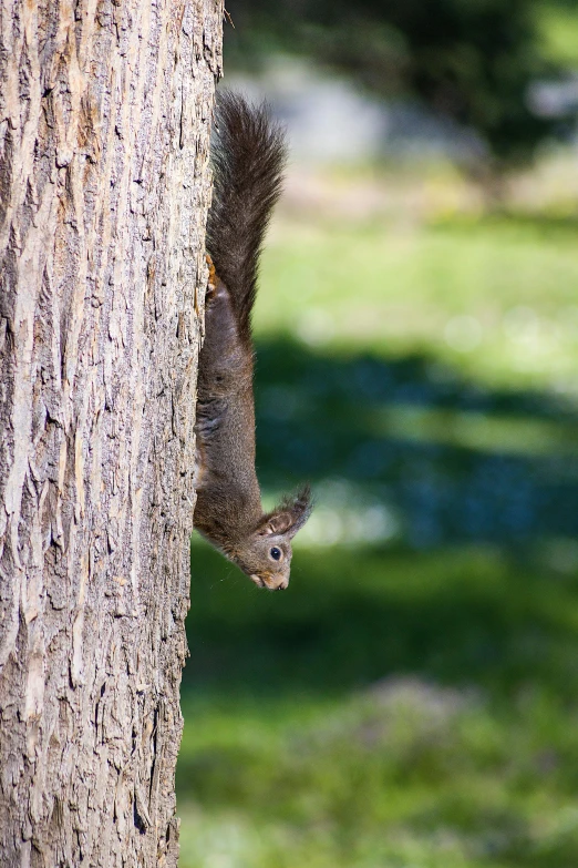 a squirrel looking out from behind a tree