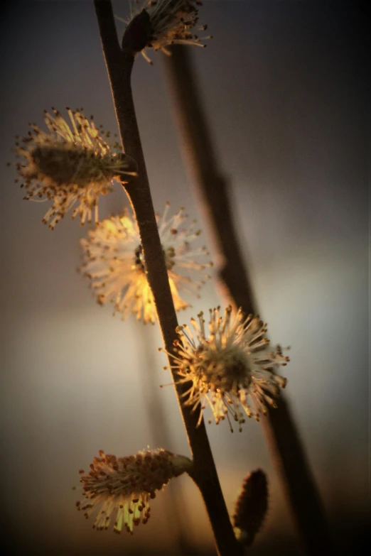 an image of a plant flower with no leaves