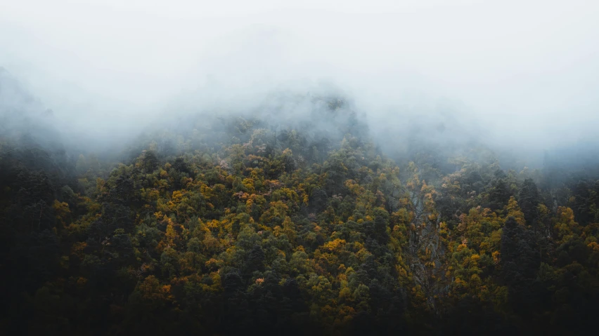 thick vegetation and trees shroud by fog in a forest