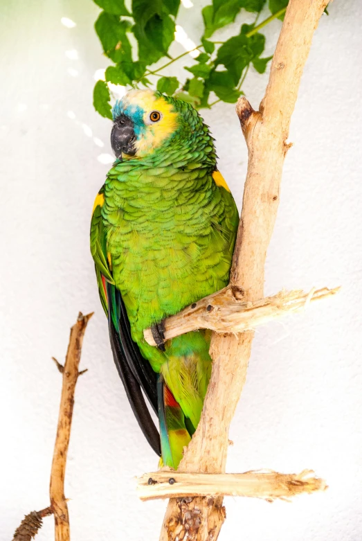 a parrot is perched on the nch of a tree