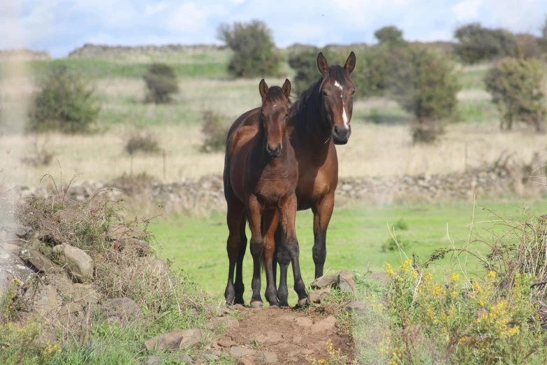 two brown horses standing on top of a dirt field