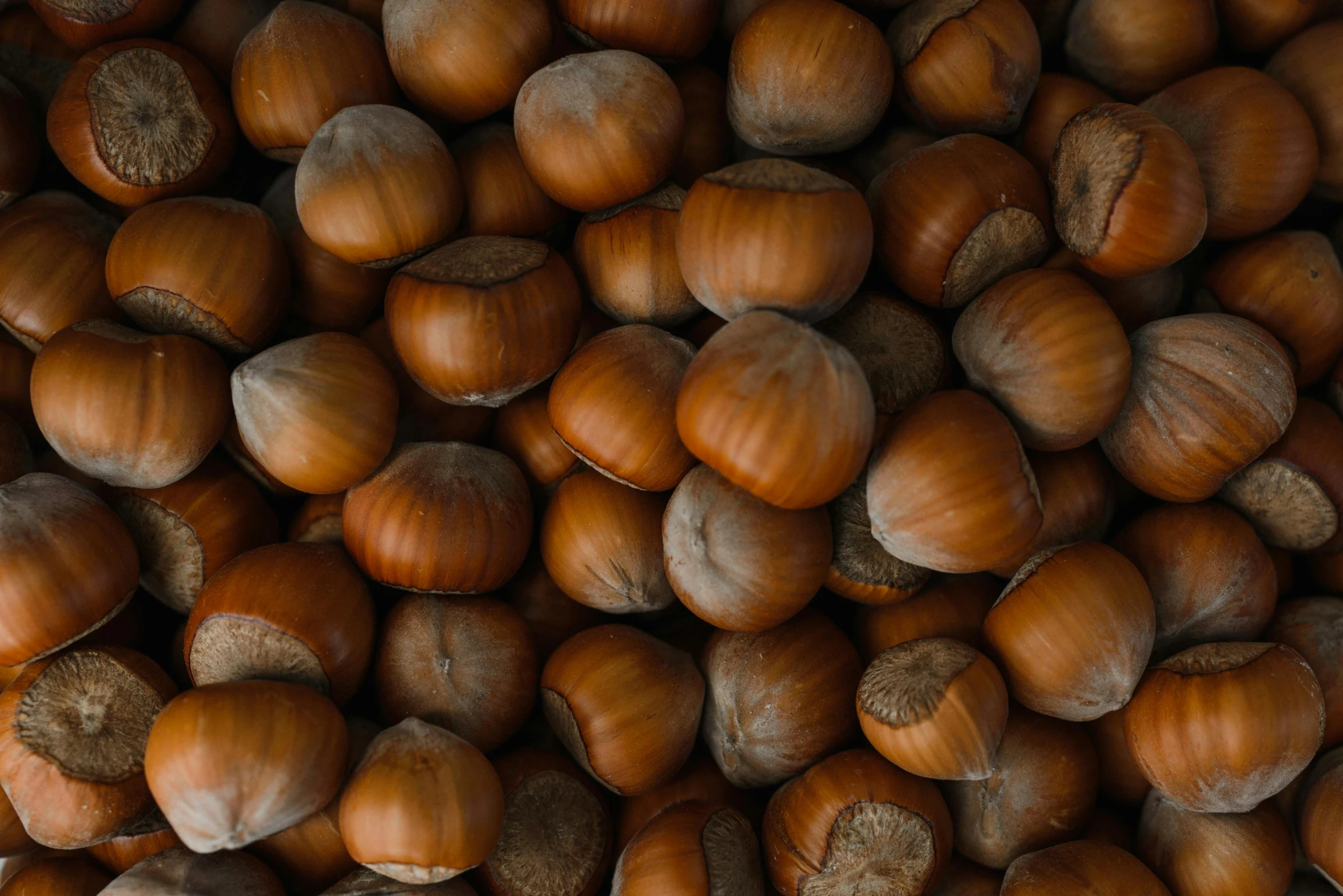 a group of nut shells on top of each other