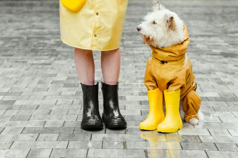 a dog standing beside a woman with rain boots on