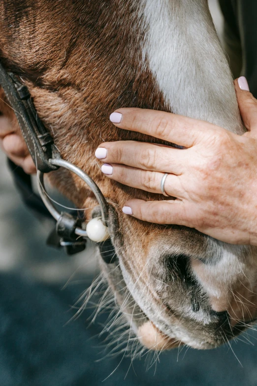 a person that is putting the hand on a horse