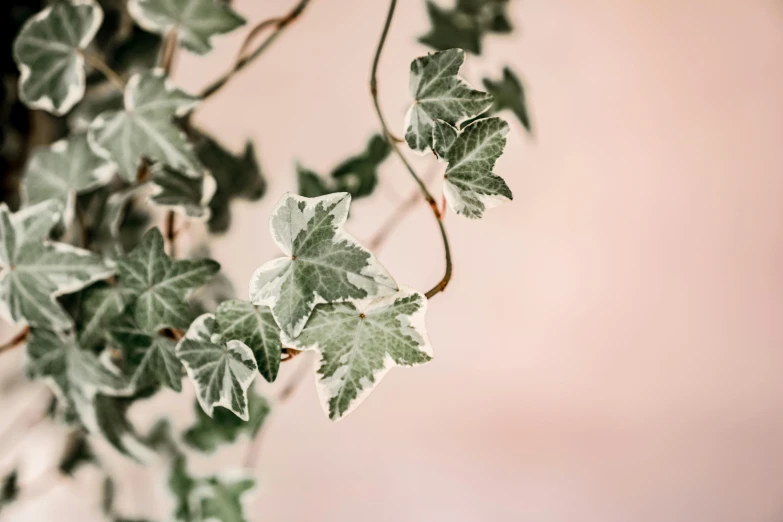 the green leaves are hanging over the wall