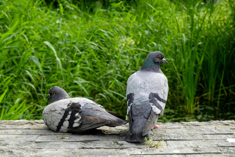 two pigeons perched on brick with grassy area in background