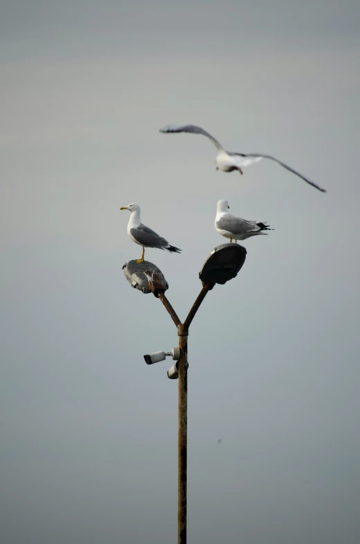 two seagulls sitting on top of a pole